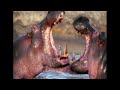 why the hippo is the deadliest mammal in africa dark side of hippos wild waters