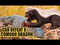 6 Animals That Could Defeat A Komodo Dragon