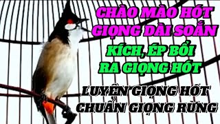 Chào mào hót giọng rừng, giọng hót soắn dài, giọng quá hay.