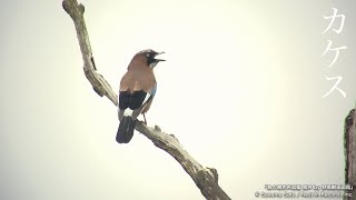 Eurasian Jay | Birds Chirping (Bird Call) | Wild Bird Song Sounds Archive