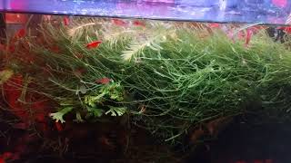 Fry Surprise In The Red Tank: 5.5 Gallon Aquarium With White Cloud Mountain Minnows \u0026 Cherry Shrimp