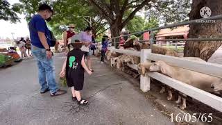 Swiss Sheep Farm Cha-am /พี่คุณน้องนาย