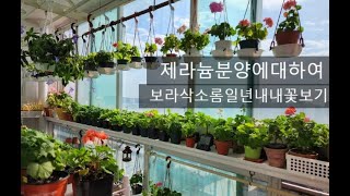 #pelargonium 제라늄 분양에 대하여, 보라삭소록 일년내내 꽃보기, 사랑초꽃