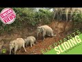 HOW TO GET DOWN IN STEEP BANKS || ELEPHANTS SHOWING THEIR SKILLS || WILD ASSAM || হাতী กเรนทร 🐘
