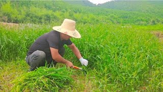 老公割草喂鱼，看他娴熟的手法真想带去甘肃割麦子，可他不愿咋整