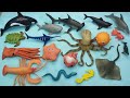 explore aquatic adventure starfish pufferfish seahorse eel fish dolphin shark live