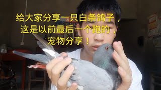 给大家分享一只白条鸽子，这是以前被黄鼠狼吓跑的，宠物分享！