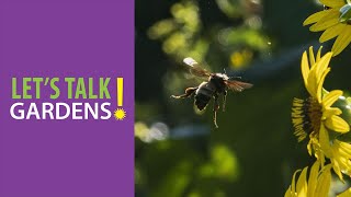 Making Homes for Native Bees - Let's Talk Gardens