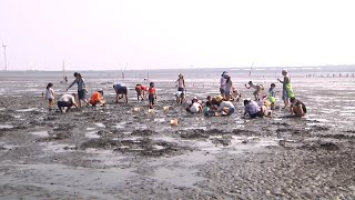 芳苑紅樹林海空步道湧數千遊客 擅抓招潮蟹恐釀生態衝擊｜20211011 公視晚間新聞