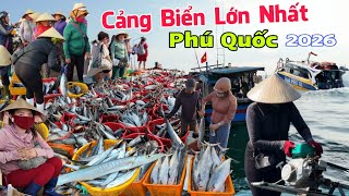 Trúng hàng 100 tấn cá Ngừ cá Thu cảng cá lớn nhất Phú Quốc chợ An Thới vỡ trận