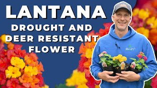 Lantana - Deer & Drought Resistant Flower that is Beautiful and Long Lasting