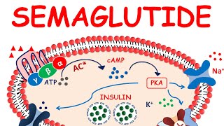 Semaglutide  - Mechanism, precautions & side effects