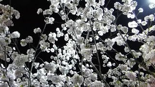 造幣局桜の通り抜け2014・夜桜 (Double cherry blossoms at night)