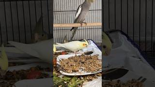 #cockatiel #birds #cockatielsound #cockatielsinging #cockatielbird #parrot #pets #ytshorts #shorts