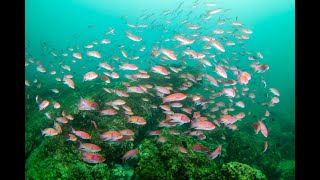 錦江湾　水中プロモーション