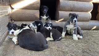 Свободны 4 щенка по линиям БУЛЬДОЗЕРА,ТОПАЗА.Помёт Барыня*Пельмень.САО/алабай.РКФ/FCI.+79157787787