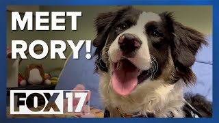 Meet the Muskegon County pup heading to this year's Puppy Bowl!