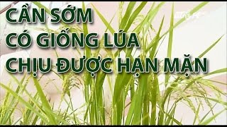 (VTC14)_Cần sớm có giống lúa chống chịu được hạn mặn