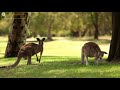 Up Close The Life of Kangaroos and Baby Care in the Pouch