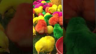 Amazing chicks colorful in balls