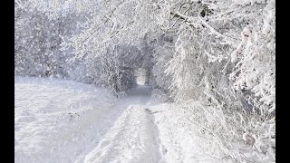 Звуки природы - зимний лес, снегопад