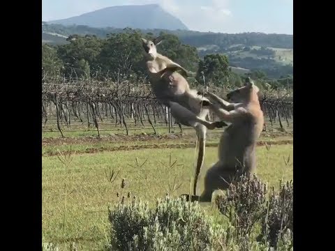 kangaroo boxing - FunClipTV