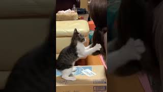 ママは保護猫🐈きじ白兄弟。髪を引っ張られるので、主人に撮ってもらった😄麦茶の箱は、猫達のお気に入りです😄