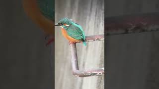 善福寺川のカワセミ #kingfisher #カワセミ #birds #nature #wildlife #スマホ動画 #tokyo