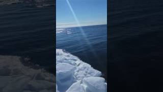 Beluga in the Arctic