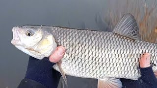 Decemberi Domolykó Fesztivál! Horgászat K.O.C.A.Peca! Amazing Fishing FHD Videó!