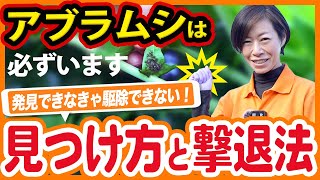 家庭菜園や農園でアブラムシから野菜を守る！アブラムシの見つけ方と駆除方法を徹底解説！【農園ライフ】