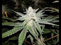 Dinafem Seeds Gorilla