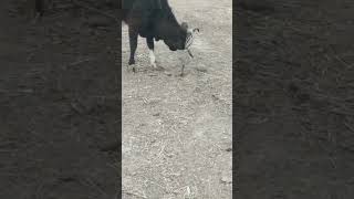 Cow intelligence \u0026 ability