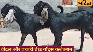 बीटल और बरबरी ब्रीड मेल गाॅट्स कलेक्शन | Beetal or Barbari Breed Male Goats Collection in Bhatinda