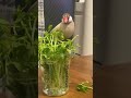 【手乗り文鳥】もこちゃん豆苗もりもり食べる