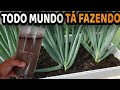 ADUBO BOMBA!! Faça Sua Cebolinha Engrossar MUITO com Esse Adubo Natural