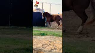 #zuljinah #badshah #sialkot #pakistan #subhanallah #virulshorts #trending #beautiful #horse