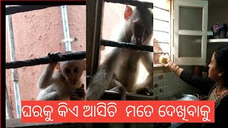 ଦୁଇ ମାକଂଡ  କି ଖୁସି ରେ ମତେ ଦେଖି କି  cute baby monkey🐒... #babymonkey#cutebabymonkey