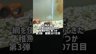 稚魚何に育つか成長記録 第3弾　307日目