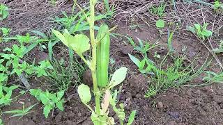 やっと春が来た！ ⑫そら豆！ Broad beans.