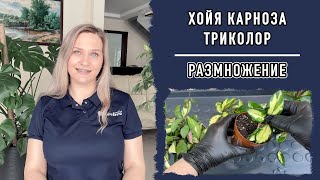 Хойя карноза триколор | Размножение