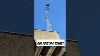 E lá no alto da antena estavam eles, um casal de urubus! #shorts #autism #meme #viral #cute #love