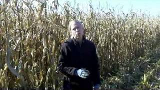 Try This Easy Step to Evaluate Corn Harvest Losses