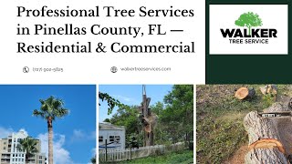 Professional Tree Services in Pinellas County, FL — Residential & Commercial