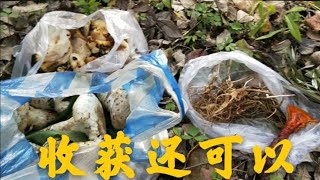 小陈和老叔放大山，虽说没收获到野山参，但是收获了其余的好东西