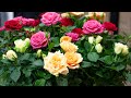 Where the Roses Never Fade