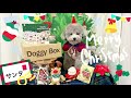 【ドギーボックス１２月】愛犬トルテがサンタになってトナカイさんとメリークリスマス🐶🎄【doggy box】【christmas】（トイプードルのtorte channel