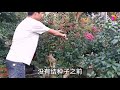 都说花无百日红，但这棵盆景可以红一百天，是什么花呢？