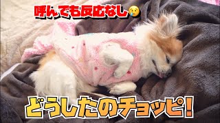 最近なんですが急に元気が無くなってきた老犬チワワ😢