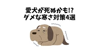 愛犬が死ぬかも！？ダメな寒さ対策